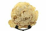 Petrified Wood (Tropical Hardwood) Round with Stand - Indonesia #271155-1